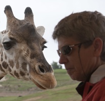321-0209 Safari Park - Giraffe and Visitor